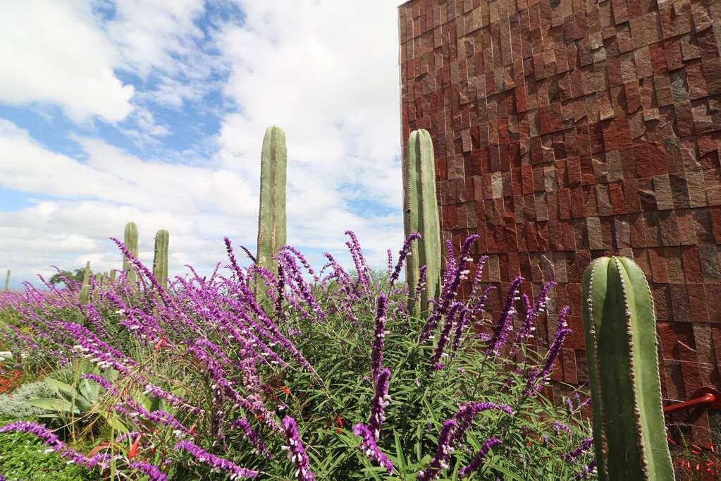 Albor San Miguel De Allende Tapestry Collection By Hilton Екстер'єр фото